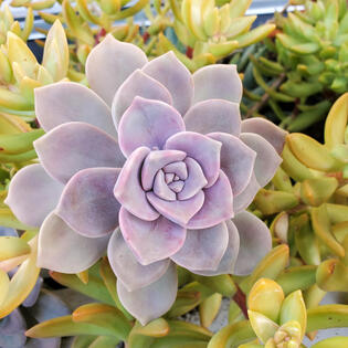Succulent plant