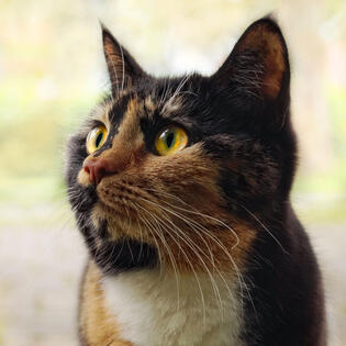 Calico cat Calico cat