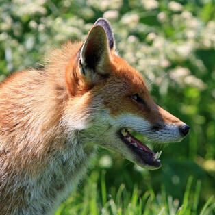 Red fox Red fox