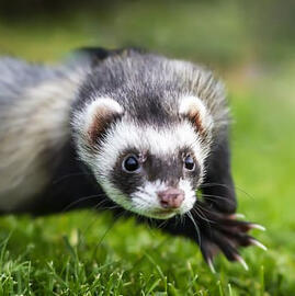 Ferret (sable color)